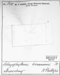 Schizophyllum commune image